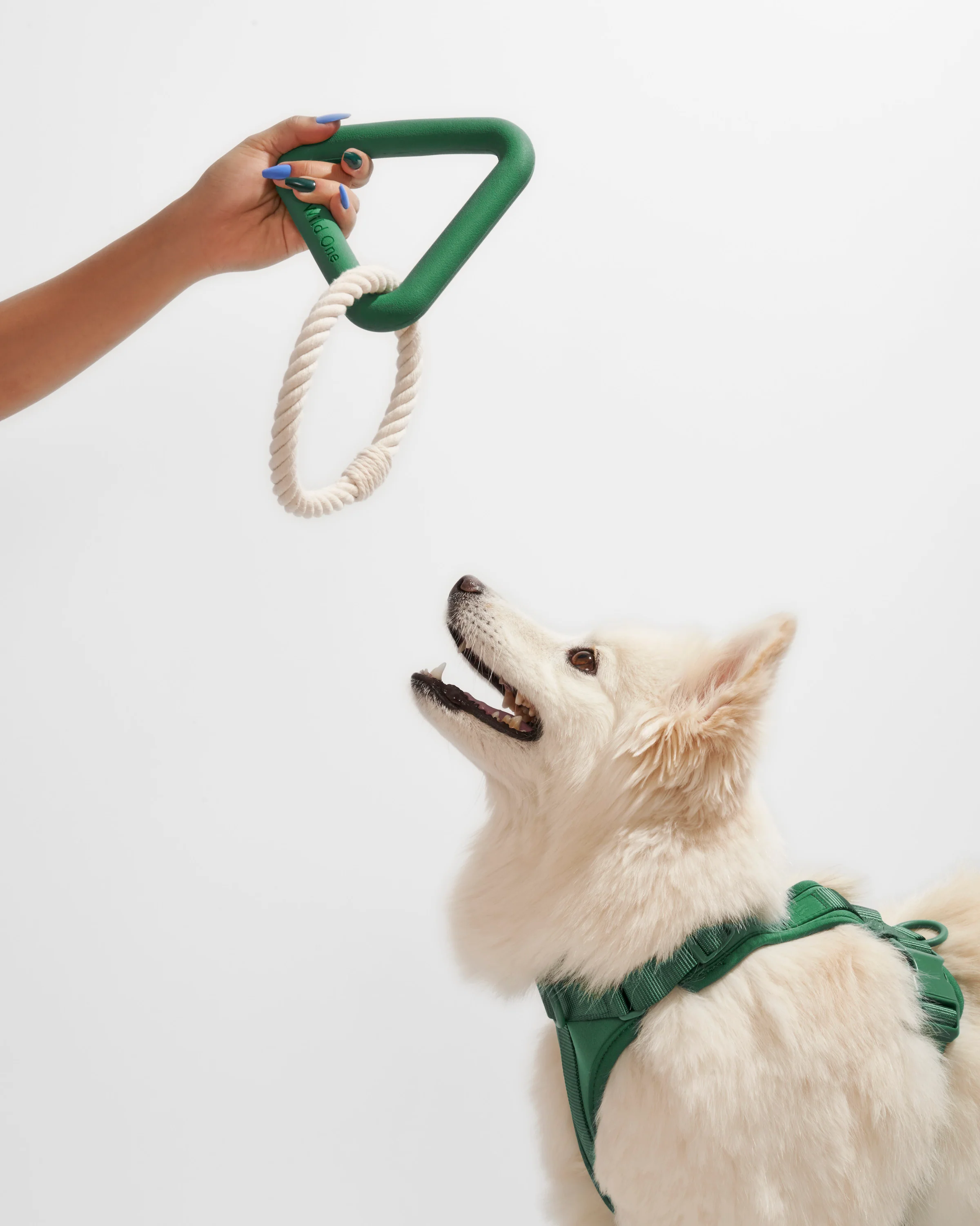Dog Toy Kit - Image 13