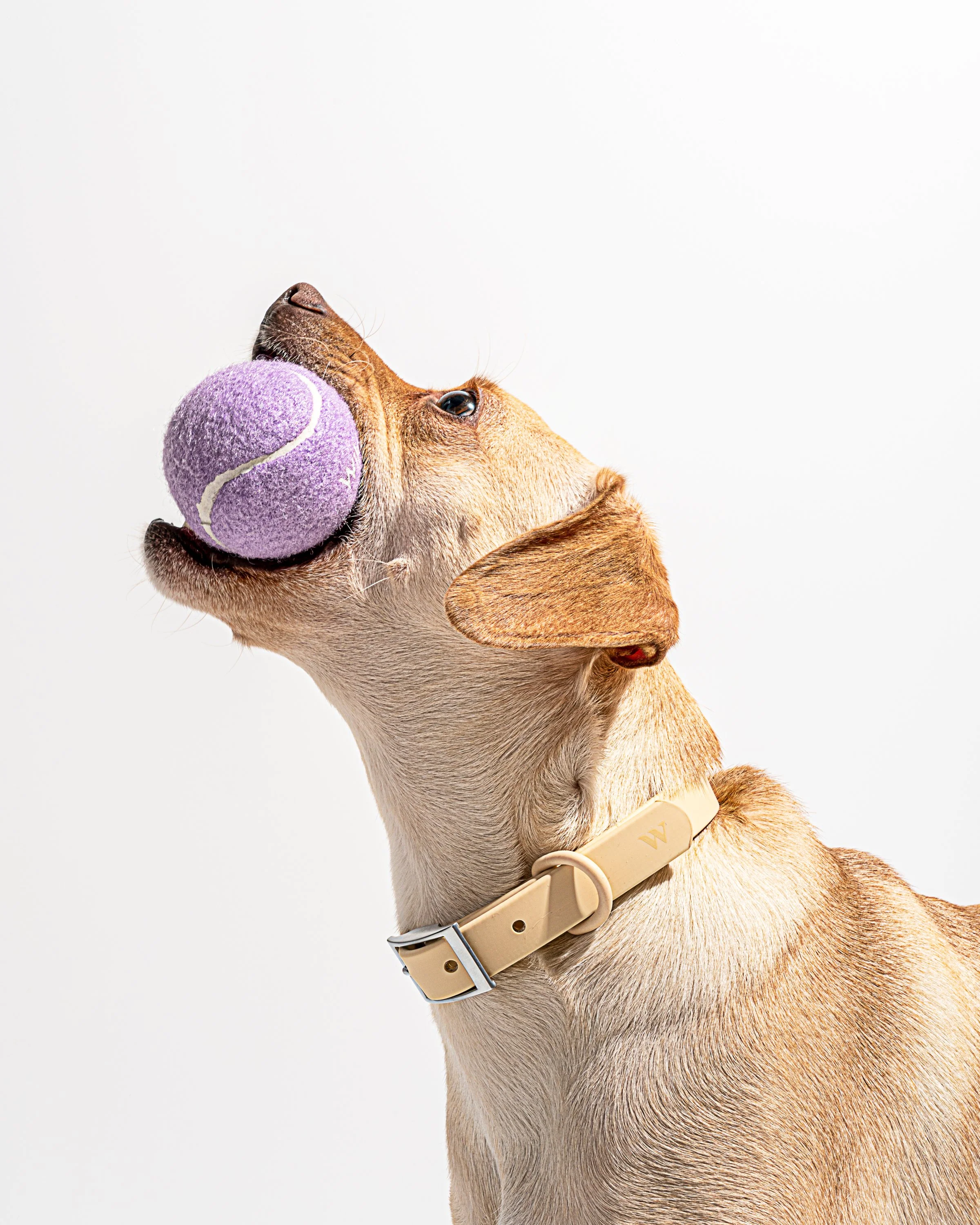 Tennis Balls 4-Pack - Image 10